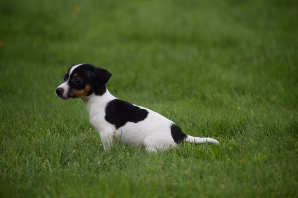 Jack Russel (teef) 68629