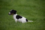Jack Russel (teef) 68629