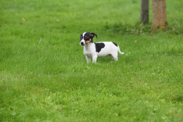 Jack Russel (teef) 68629