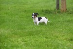 Jack Russel (teef) 68629