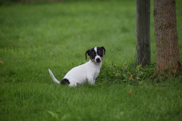 Jack Russel (teef) 68629