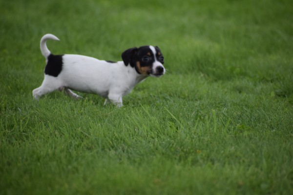 Jack Russel (teef) 68629