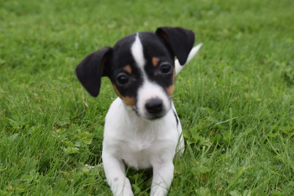 Jack Russel (teef) 68629