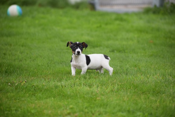 Jack Russel (reu) 44437
