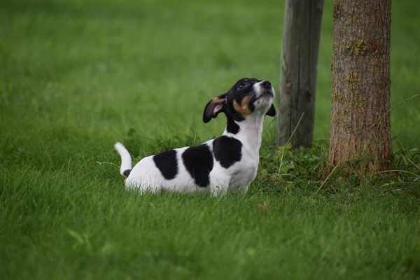 Jack Russel (reu) 44437