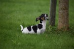 Jack Russel (reu) 44437