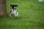 Jack Russel (reu) 44437