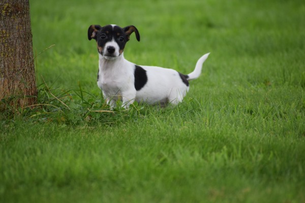 Jack Russel (reu) 44437