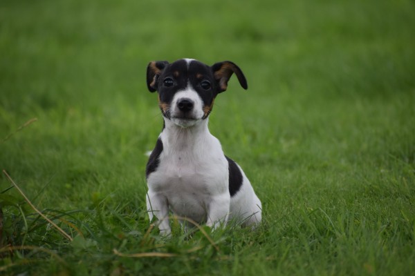 Jack Russel (reu) 44437