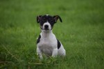 Jack Russel (reu) 44437