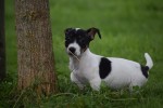 Jack Russel (reu) 44437