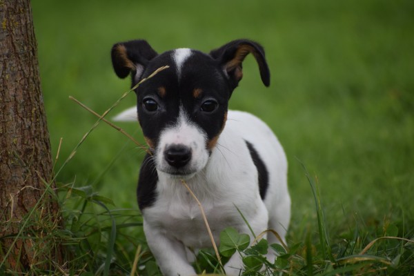 Jack Russel (reu) 44437