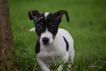 Jack Russel (reu) 44437