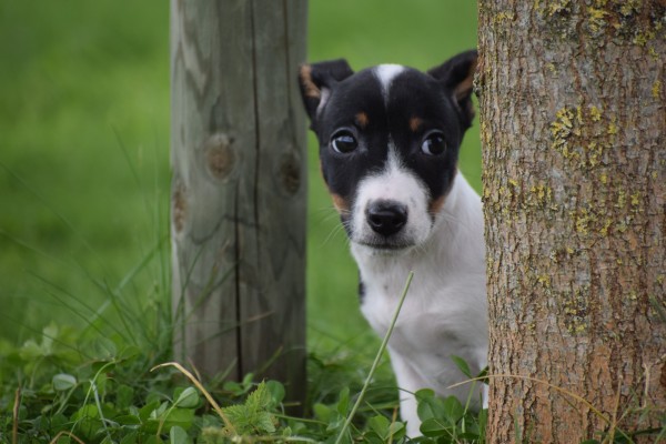 Jack Russel (reu) 44437