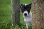 Jack Russel (reu) 44437
