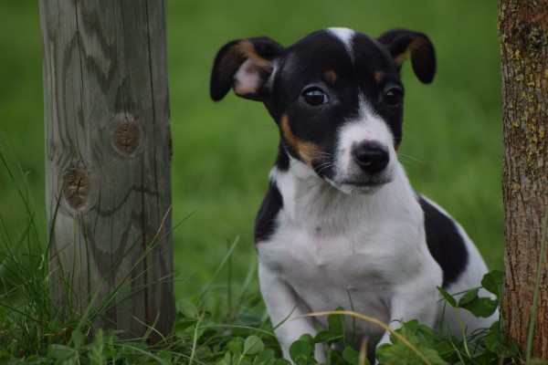 Jack Russel (reu) 44437