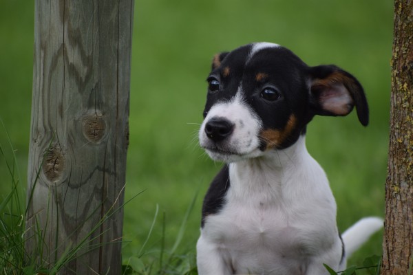 Jack Russel (reu) 44437