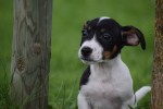 Jack Russel (reu) 44437