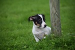 Jack Russel (reu) 51733