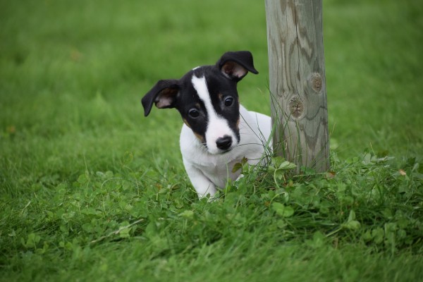 Jack Russel (reu) 51733