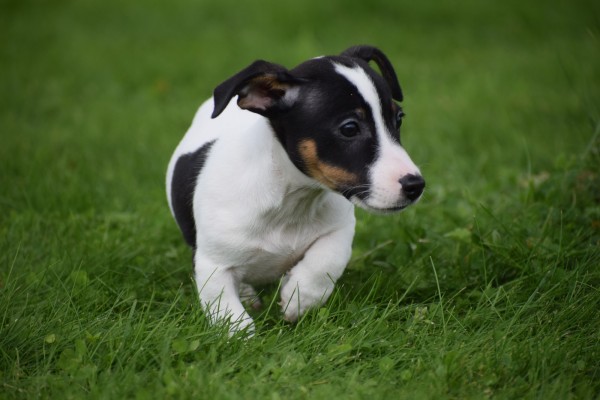 Jack Russel (reu) 51733
