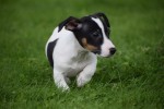 Jack Russel (reu) 51733