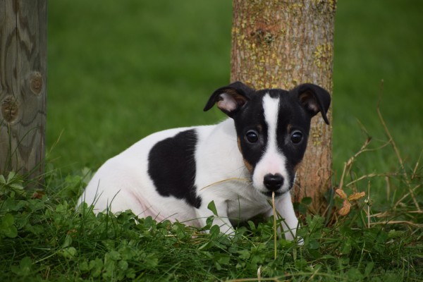 Jack Russel (reu) 51733