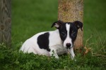 Jack Russel (reu) 51733