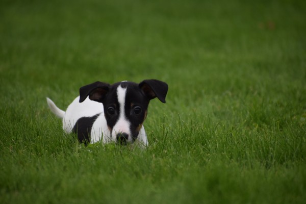 Jack Russel (reu) 51733