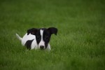 Jack Russel (reu) 51733