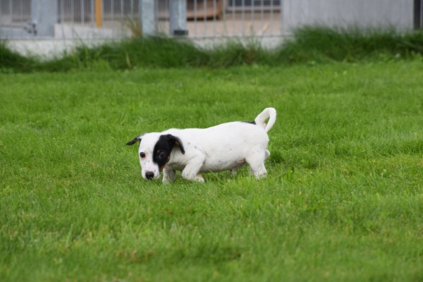 Jack Russel (reu) 44635