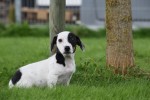 Jack Russel (reu) 44635