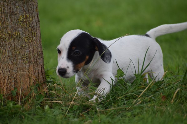 Jack Russel (reu) 44635
