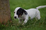 Jack Russel (reu) 44635