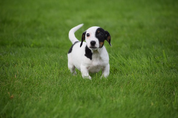 Jack Russel (reu) 44635