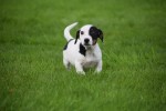 Jack Russel (reu) 44635