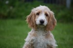 Cockapoo (reu) 68332