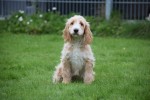 Cockapoo (reu) 68332