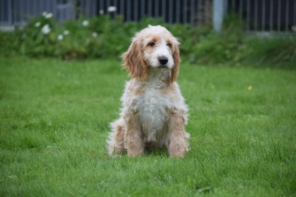 Cockapoo (reu) 68332