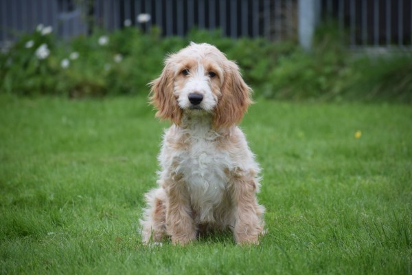 Cockapoo (reu) 68332