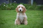 Cockapoo (reu) 68332