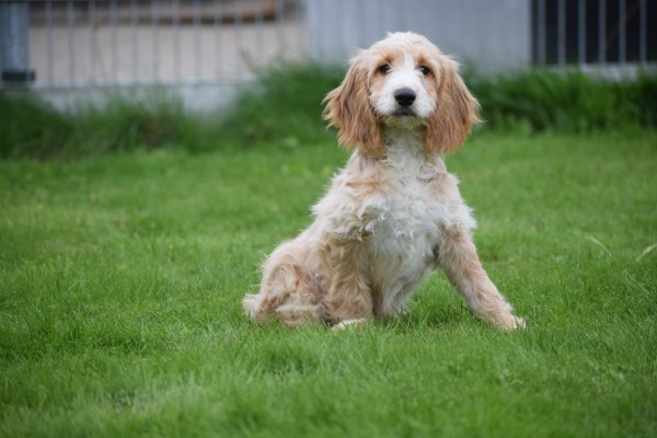 Cockapoo (reu) 68332