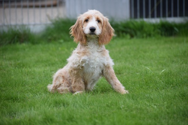 Cockapoo (reu) 68332