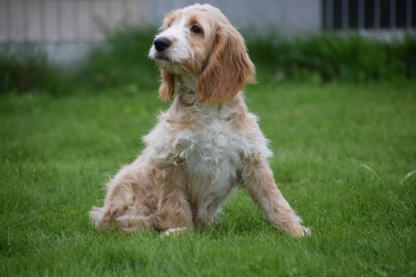 Cockapoo (reu) 68332