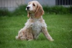 Cockapoo (reu) 68332
