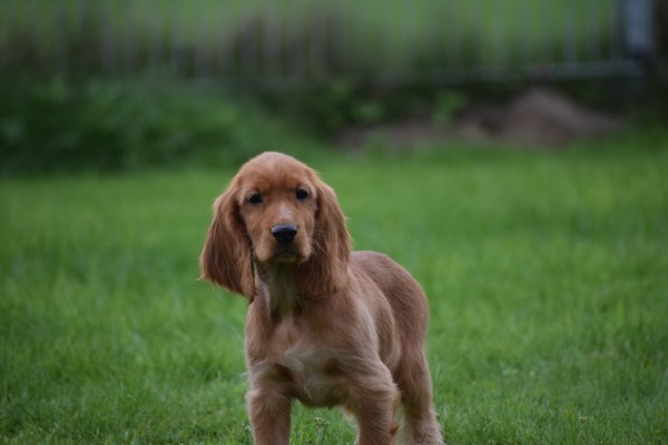 Engelse cocker spaniel (reu) 67594