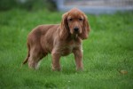 Engelse cocker spaniel (reu) 67594