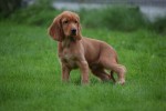 Engelse cocker spaniel (reu) 67594