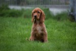 Engelse cocker spaniel (reu) 67594