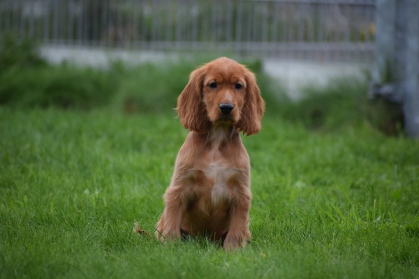 Engelse cocker spaniel (reu) 67594